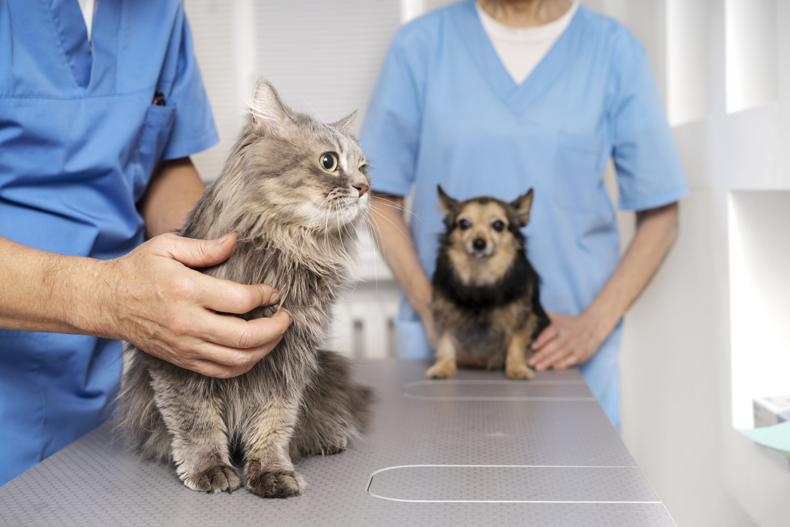 Magnetoterapia Veterinaria: Benefici e Applicazioni per la Salute Muscolo-Scheletrica degli Animali