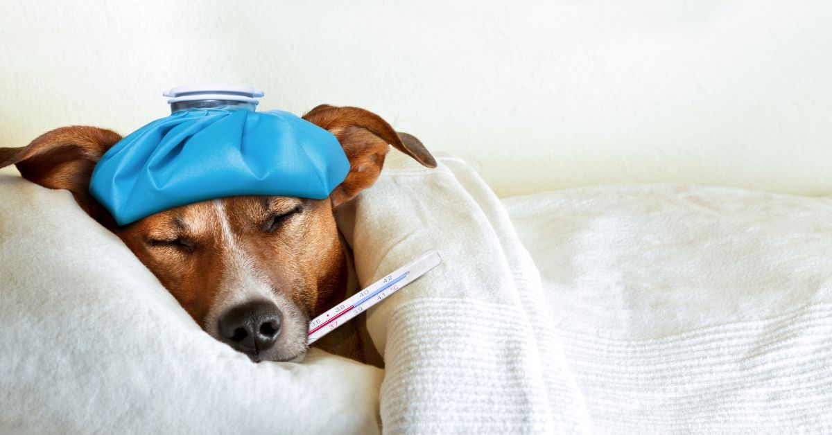 Come Misurare la Febbre ai Cani: Guida Completa per i Proprietari